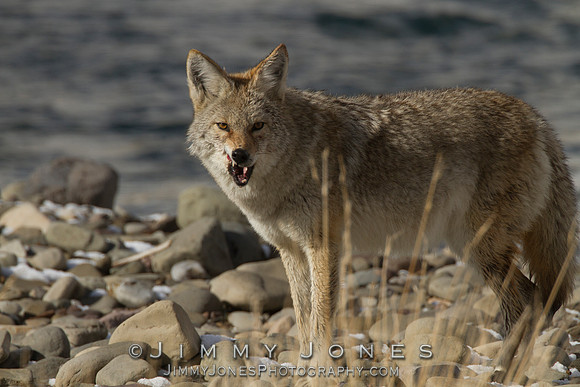 Coyote