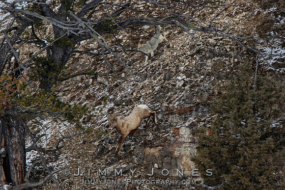 Coyote Chasing Big Horn Ram