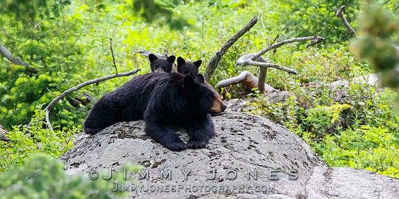 Black Bear Sow w/ Cubs