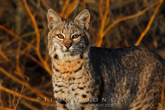 Bobcat