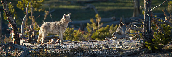 Coyote - BS/P0087