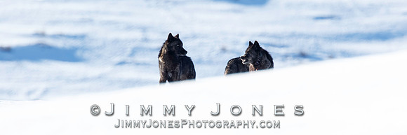 Prospect Peak Wolf ~ 970f