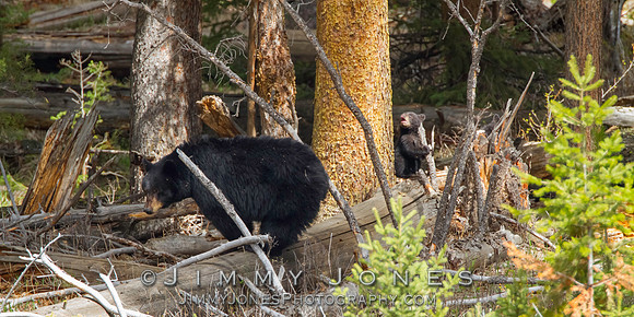 Black Bear Sow with Cub