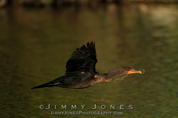 Double-Crested Cormorant