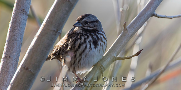White-crowned Sparrow