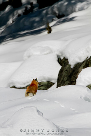 Red Fox
