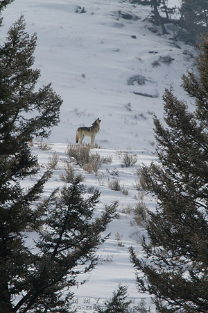Lamar Canyon Pack / Gray Wolf - CS/P0020