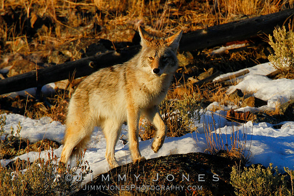 Coyote