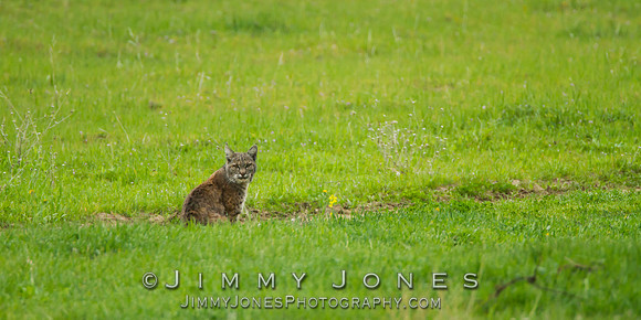 Bobcat
