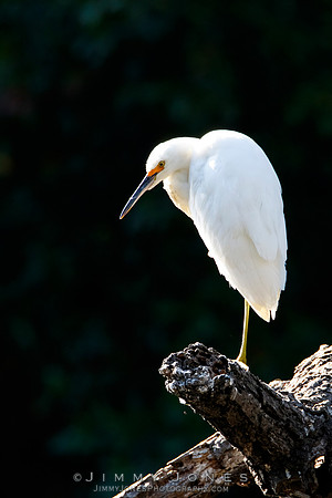 Snowy Egret