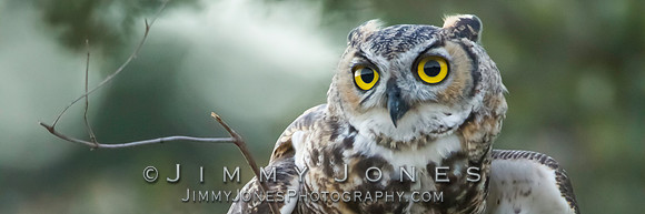 Great Horned Owl - BS/P0062