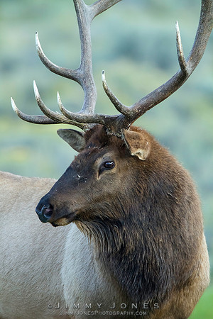 Bull Elk
