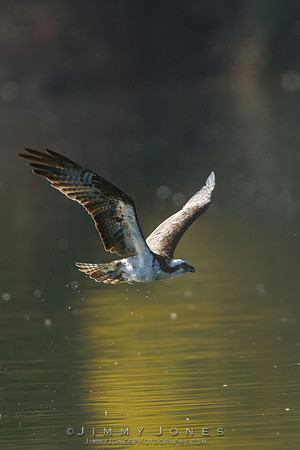 Osprey