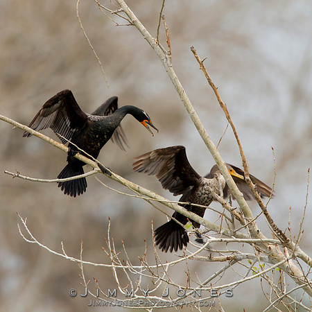 Double-Crested Cormorants