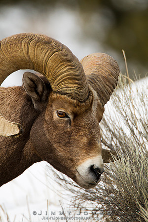 Northern Rockies Big Horn - CS/P0362