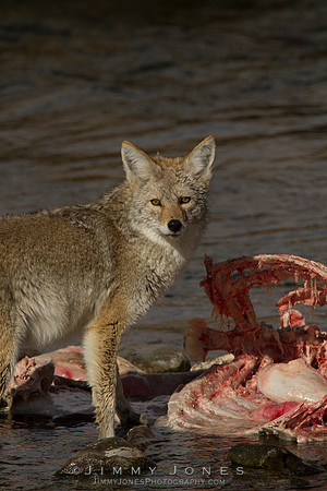 Coyote at Elk Carcass