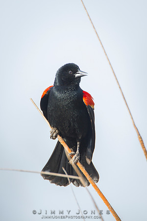 Red-Winged Blackbird