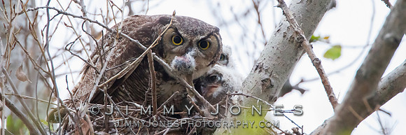Great Horned Owls - BS/P0045