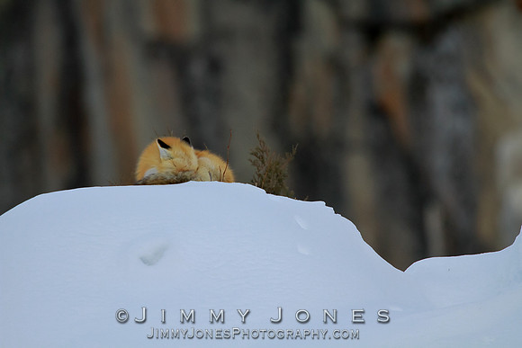 Red Fox