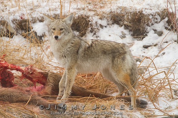 Coyote at Elk Carcass