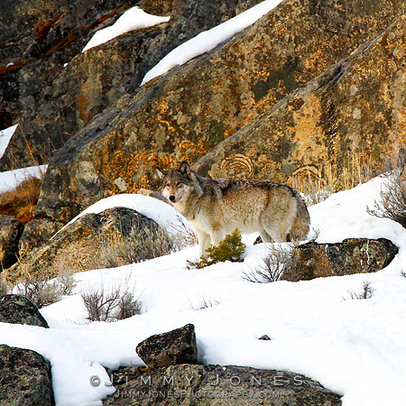 '06 Female Wolf