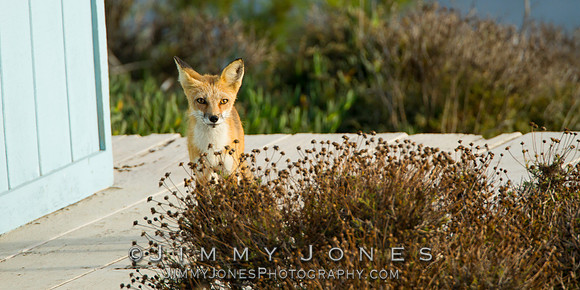 Red Fox
