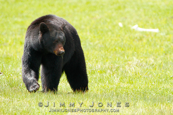 Black Bear