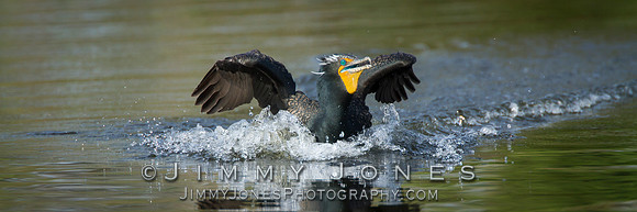 Double-Crested Cormorant - BS/P0052