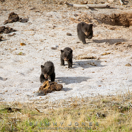 Black Bear Cubs