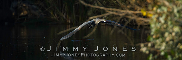 Blue Heron