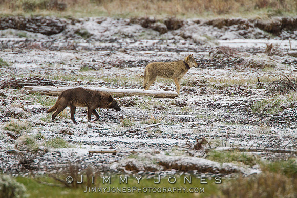 Lamar Canyon Pack Wolves
