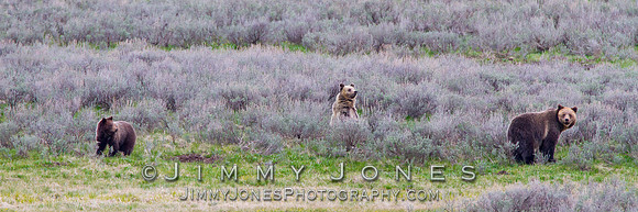 Grizzly Bear Sow with Cubs
