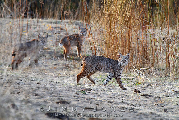Bobcats
