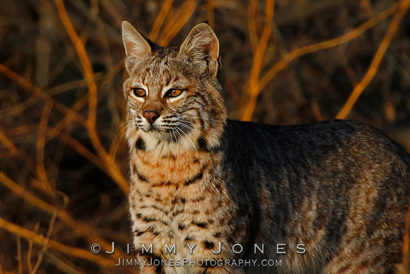 Bobcat