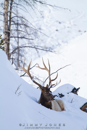 Bull Elk