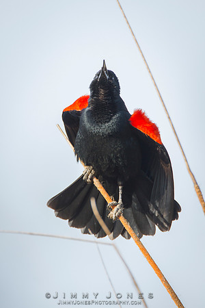 Red-Winged Blackbird
