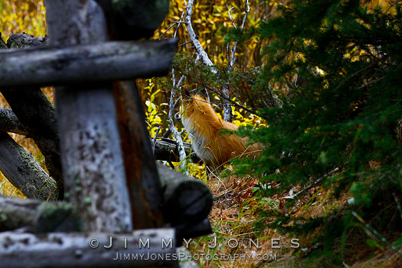 Red Fox