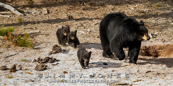 Black Bear Sow with Cubs