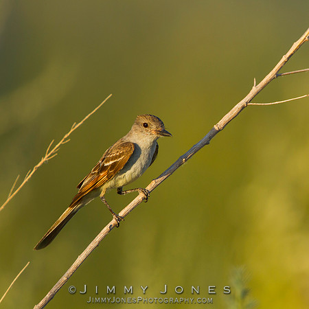 Ash-throated Flycatcher