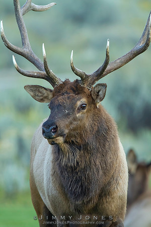 Bull Elk
