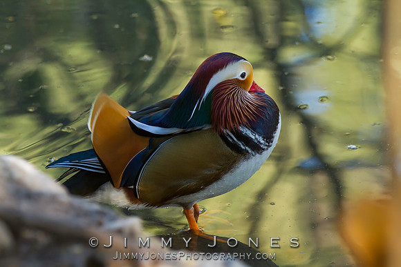 Mandarin Duck