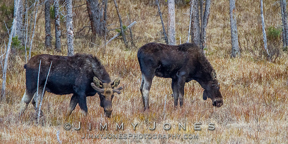 Moose