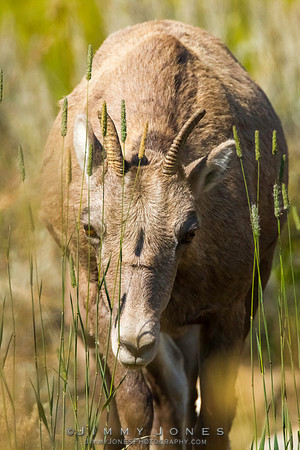 Big Horn Sheep - CS/P03340