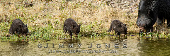 Black Bear Sow with Cubs