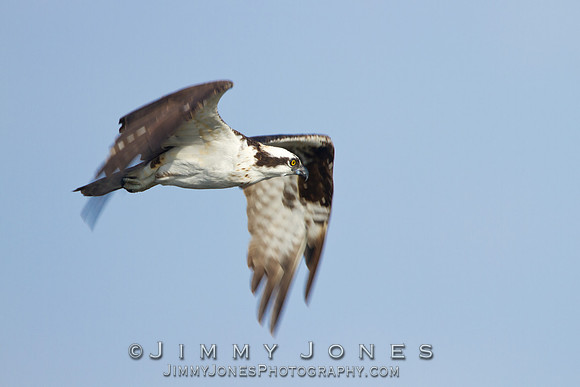 Osprey