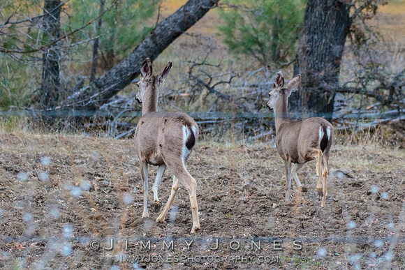 Black-Tail Deer