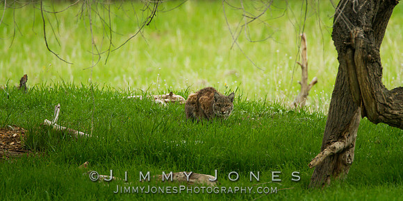 Bobcat