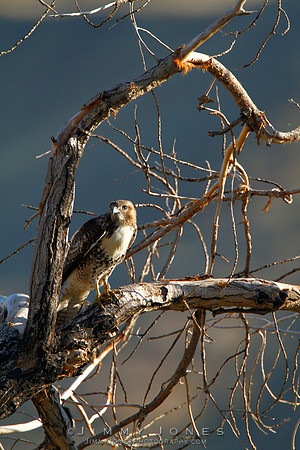 Red-tailed Hawk (Juvenile)