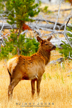 Elk Calf
