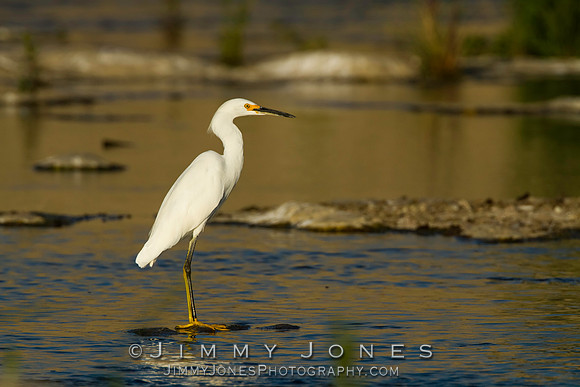 Snowy Egret